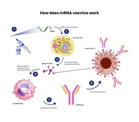 Vaccine to fight cancer shows promise using mRNA technology